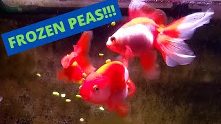 HOW TO Feed Goldfish Peas for Constipation [upl. by Qirat891]