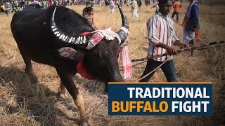 Traditional buffalo fight takes place in India despite the Supreme Court ban [upl. by Ailla196]