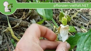 Gefleckter Aronstab  Kurz nach Blüte  300418 Arum maculatum  giftige Wildpflanzen bestimmen [upl. by Eberto]