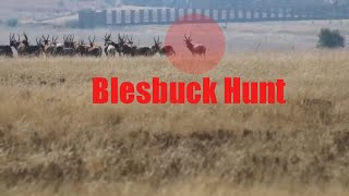 Blesbok Blesbuck hunting in South Africa with a 308 [upl. by Bergwall799]