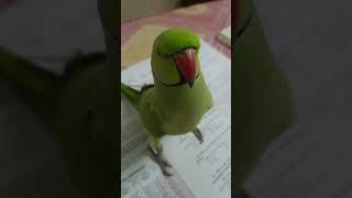 Mai Mithu Hoon  Parrot Mummy Voice [upl. by Kessiah]