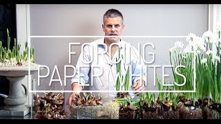 Forcing Paper Whites a Howto Video with Glenwood Weber [upl. by Dragoon]