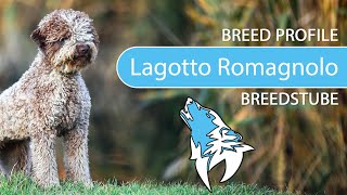 ► Lagotto Romagnolo Breed 2020 Temperament amp Training [upl. by Nageem]