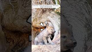 This man saved a wolf pup and adopted it [upl. by Namrehs]