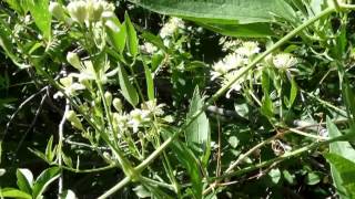 Plantas Medicinales  La Yerba de chivo [upl. by Esnahc]