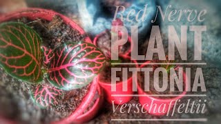 Red Nerve Plant  Fittonia Propagation by Stem Cutting Repotting and Care [upl. by Tamar815]