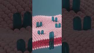 What are Glycoproteins glycoprotein glycoproteins shorts [upl. by Maurilia400]