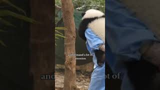 most of those videos are from ipanda the live panda cam in China  🐼 panda animals funnyanimals [upl. by Nilrac]