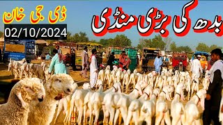 The Wild World of Goat Markets  dera ghazi khan bakra mandi  ismail goat farm [upl. by Marta]