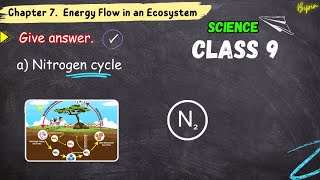 Nitrogen cycle  science education children  Solutions Class 9 Science Chapter 7 class9biology [upl. by Biddle942]