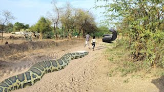 two Largest Anaconda Following Childs on Dengerous Forest  Amazon Anaconda 2024 viral trending [upl. by Aener972]