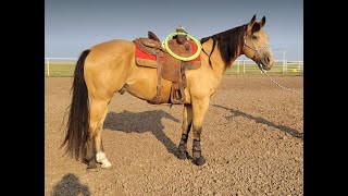 75K LTE USTRC amp BFI Jr Head horse 2011 AQHA 151h buckskin geld 35K [upl. by Akihsan]