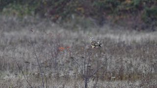 Shorteared Owl [upl. by Karlise]