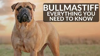 Bullmastiff 101  Everything You Need To Know About Owning A Mastiff Puppy [upl. by Oaks]