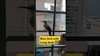 Blue bird with long beak outside window bluebird birds sparrow youtubeshorts ARAHAPPYWORLD24 [upl. by Bonner]