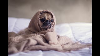 Casa para perro anti ruido protege a tus mascotas del ruido de los cohetes [upl. by Naneek]