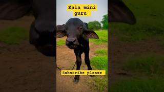 Gorur video গরু guru cow goru amba hamba cow videos gorur video guru gu tiktok gurudikhao gorurvid [upl. by Kyred594]