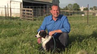 Nebraska Working Dog Ranch [upl. by Spratt]