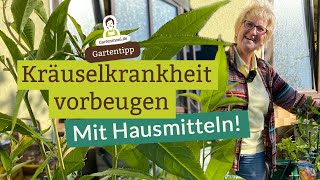 Natürlicher Pflanzenschutz Kräuselkrankheit mit Hausmitteln vorbeugen [upl. by Jerrilee]