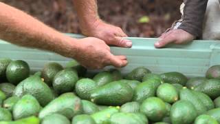 Avocado harvesting The pickers guide [upl. by Etnoek]