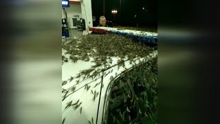 Insane Insect Invasion Mayflies Wreak Havoc on Bridge Causing Car Crashes [upl. by Sehcaep7]