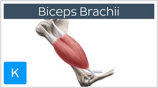 Biceps Brachii Muscle  Origins amp Actions  Human Anatomy  Kenhub [upl. by Ahsinoj]