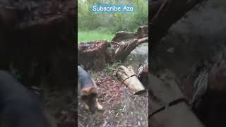 Rzuć mi to wreszcie Pies piesek Aza AniaiMiasto viral dc germanshepherd haha pie pets [upl. by Humphrey952]