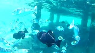 Best of Embudu Village snorkeling Maldives [upl. by Sinnaoi]