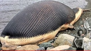 Dead blue whale might explode in Newfoundland Canada [upl. by Figueroa]