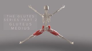 The Glutes Series Part 2 Gluteus Medius 3D Animation [upl. by Kciregor]