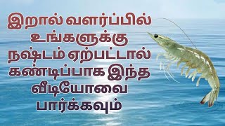 shrimp farming tamilnadu [upl. by Terryl]