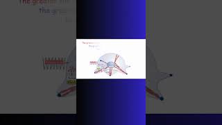 BONE GROWTH and OSTEOBLASTS bones bonehealth exercise fitness physiology genes stemcells [upl. by Heilner]