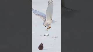 The Snowy Owl The Arctics Silent Hunter [upl. by Francesco635]