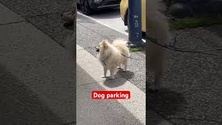 Dog parking fyp dog pet petlover animals animallover canada [upl. by Wehtta290]