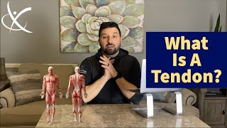 What Is a Tendon  How Strong Are Your Tendons [upl. by Hilel35]