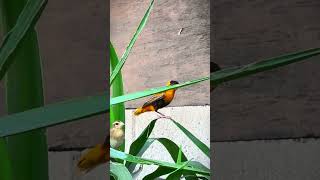 Mating Dance of Orange Bishop Weaver Finch aviary birds birdenclosure paradiseparkaviary [upl. by Costa]