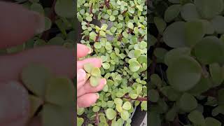 Si Tienes La Planta De La Abundancia En Casa TIENES una MARAVILLA  CUIDADOS de la PORTULACARIA AFRA [upl. by Stanwood363]