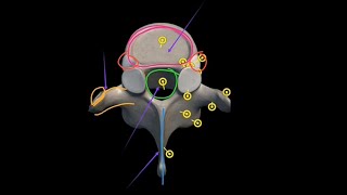 Thoracic Spine Osteology  T1T12  Ribs Attatchment  Thoracic Vertebrae 3D Anatomy in Urdu Hindi [upl. by Anawqahs961]