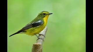 green backed Flycatcher [upl. by Cooe]