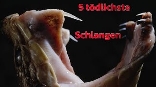 5 tödliche Schlangen [upl. by Truc]