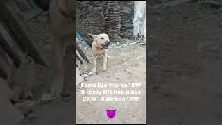 Apbt  pittbul viralvideo doglover apbtlife myanimal [upl. by Tergram570]