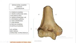 MIEMBRO SUPERIOR OSTEOLOGIA [upl. by Bathesda]