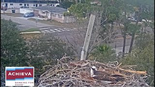 Achieva Osprey Cam [upl. by Fujio]