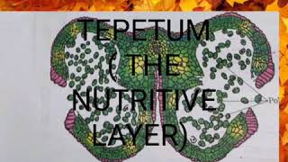 TAPETUM NUTRITIVE LAYER OF ANTHER WALL [upl. by Coletta493]