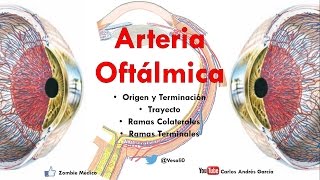 Anatomía  Arteria Oftálmica y Circuitos del Ojo Origen Trayecto Ramas Colaterales y Terminales [upl. by Afinom]