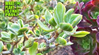 Crassula ovata Variegata Variegated Jade Plant  is a slow growing elegantly branched succulent [upl. by Nicolau]