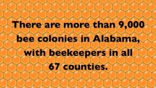 Alabama Beekeeping [upl. by Aihcsrop]