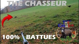 Battues aux Sangliers  Saison 20232024 aux gros gibiers [upl. by Wylde467]