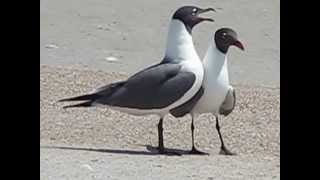 LAUGHING GULLS [upl. by Esertal]