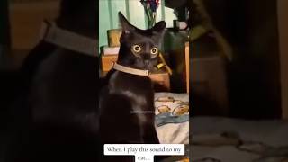 Black Cat Behavior  cat dog birds animals training motivation life love freedom [upl. by Esilec29]